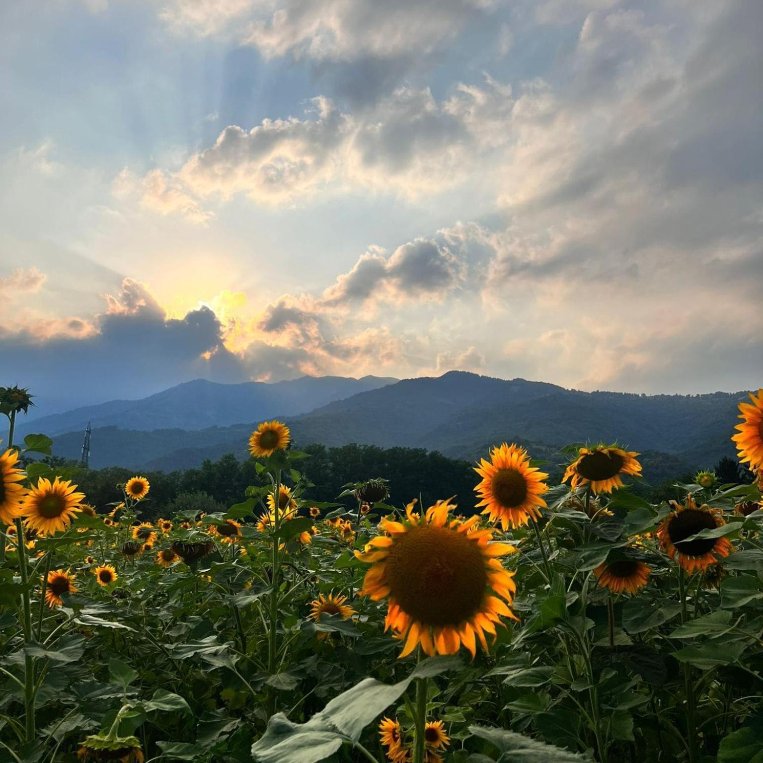 Locanda Alla Posta Cavaso Del Tomba Esterno foto